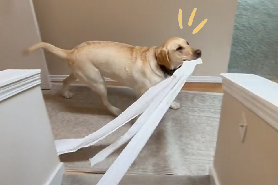 dog unrolling extremely long toilet paper strand down the stairs