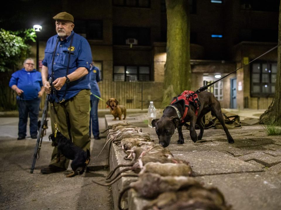 A row of dead rats are seen near to a group of leashed dogs.