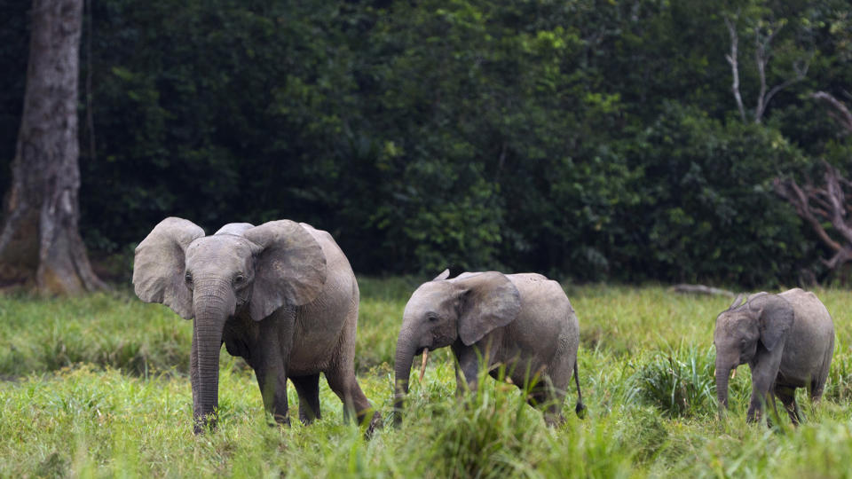 Forest elephant female with two calves walking
