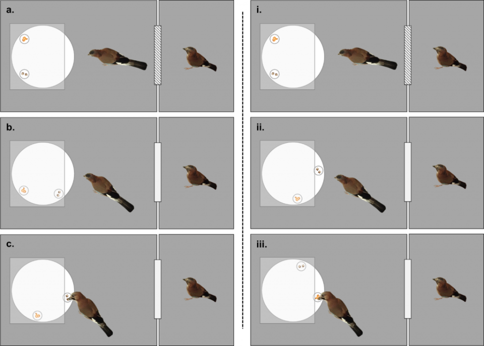 a) 和 i) 中，實驗中的主要鳥類（焦點鳥）觀察著轉盤上放置的兩種食物，而另一隻鳥（競爭對手）則在相鄰的隔間中，隔間門關閉。b) 中，當第一種食物（較不受歡迎的選擇）即將到達時，連接兩個隔間的門被打開，允許非焦點鳥接近轉盤。此時，焦點鳥可以選擇立即取食（c），或者忽略牠（ii），等到更受歡迎的食物到達時再取食（iii）。（圖／《PLOS ONE》）