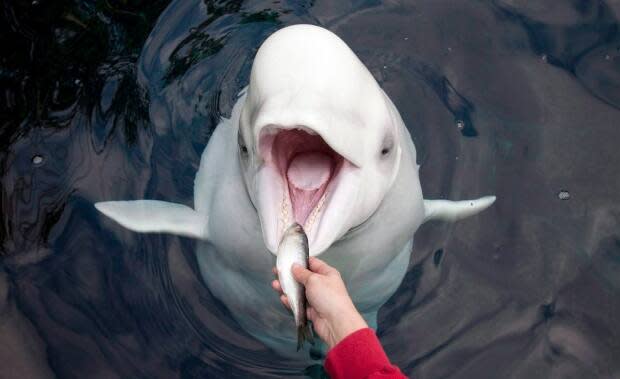 There are approximately 300 beluga whales and 57 orcas in captivity in marine parks around the world.