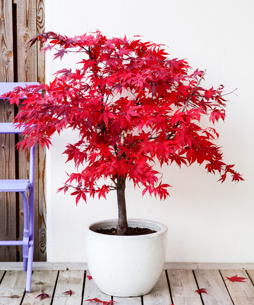 acer palmatum in container