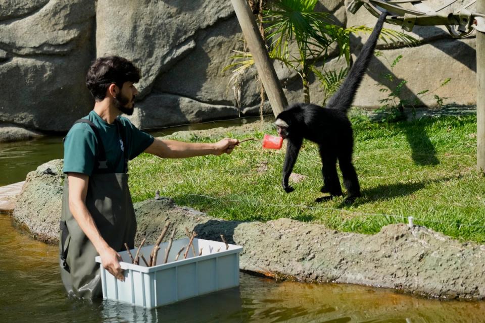 A worker reaches out to a spiker monkey with frozen fruit at the end of a twig as icy snacks are handed out to animals at the BioParque do Rio amid an intense heat wave in Rio de Janeiro, Brazil (AP)