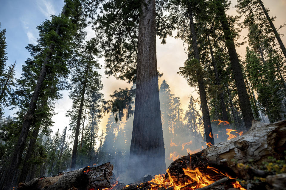 The Washburn Fire burns in Mariposa Grove in Yosemite National Park, Calif., on Friday, July 8, 2022. (AP Photo/Noah Berger)