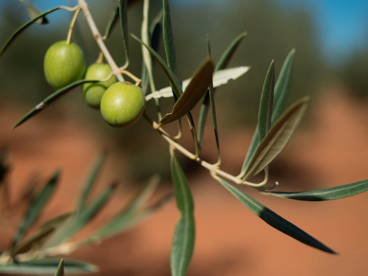 Spain is reportedly on track to produce 400,000 fewer tonnes of olive oil this year (AFP via Getty)