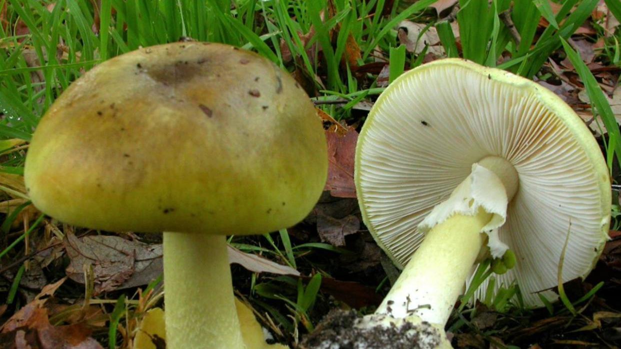 A warning has been issued about death cap mushrooms as foraging trend goes viral. Source: Royal Botanic gardens Victoria