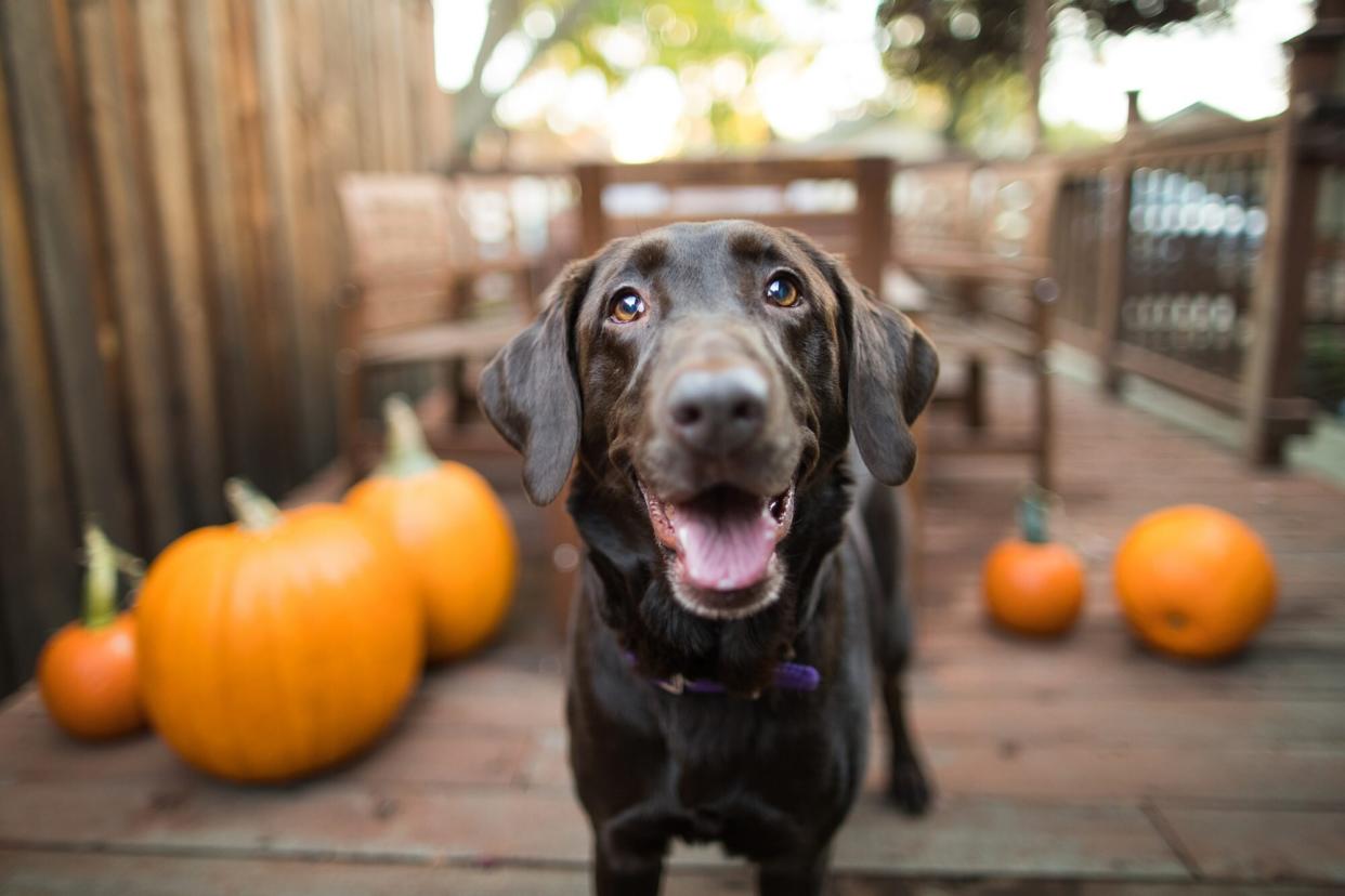 chocolate lab on deck with pumpkins