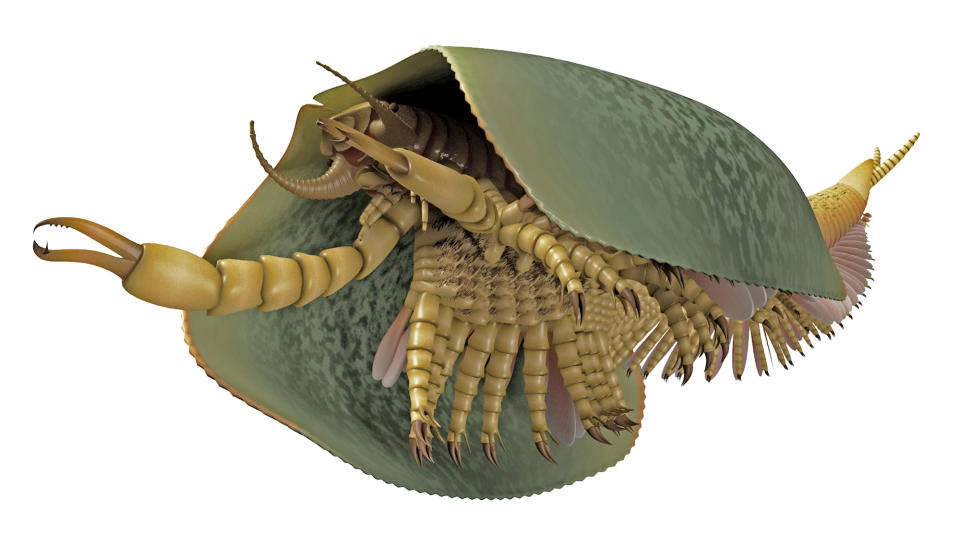 508-Million-Year-Old Sea Monster Had 50 Legs and Giant Claws