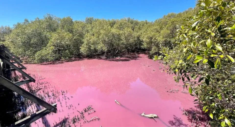 pink lagoon