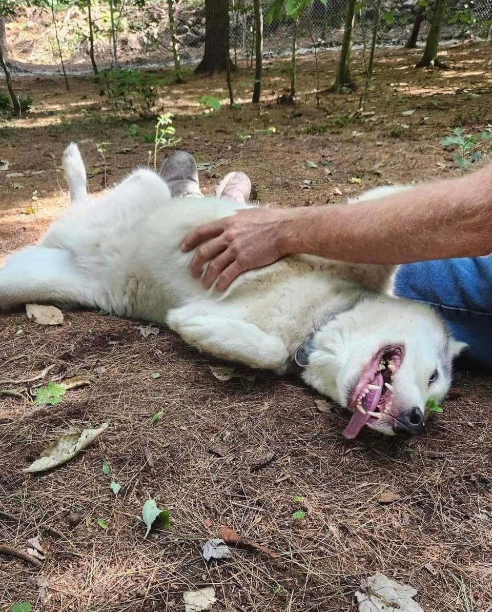 Howl enjoys a belly rub at the Maine sanctuary, where he has a large enclosed living space and will eventually be able to interact with other wolf dogs.