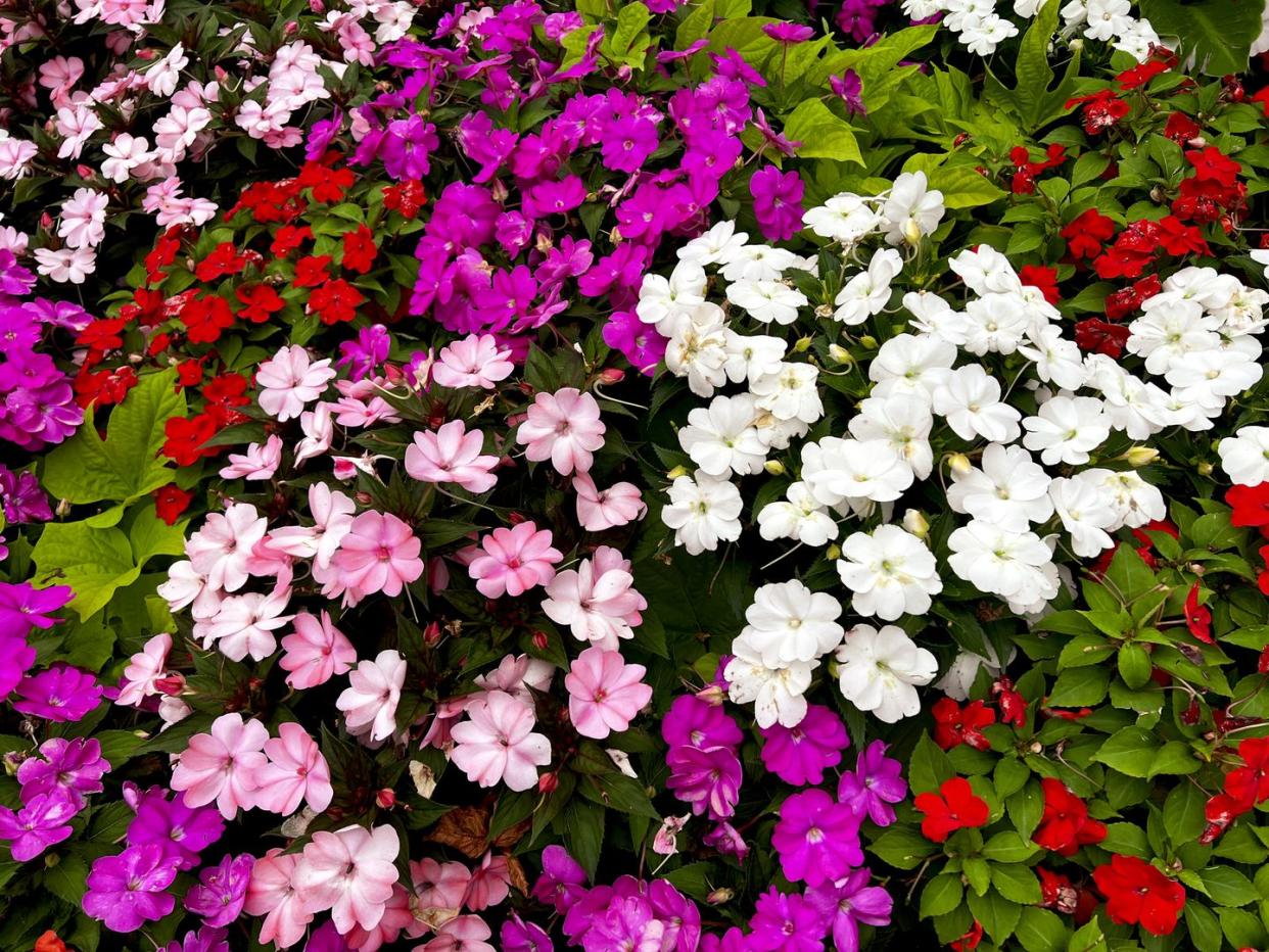 colorful impatiens flower in bloom