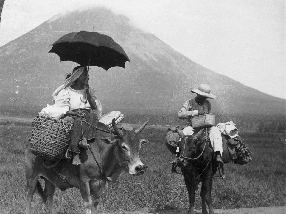 Filipinos riding towards the village on cows and their baskets full of goods.