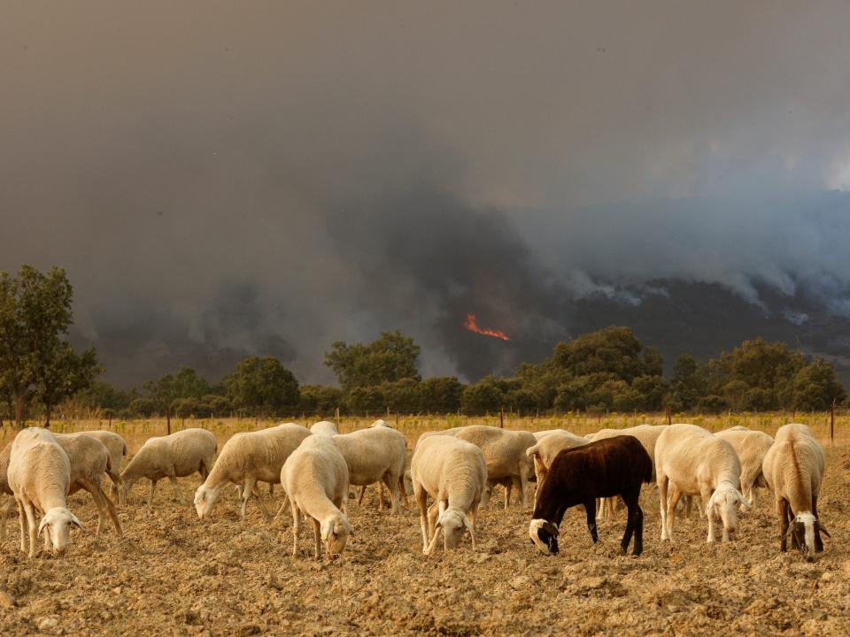 sheep graze a field with wildfire and smoke in the hills in the background