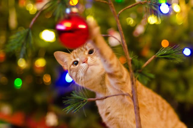 <p>Getty</p> Cat playing with red ornament on Christmas tree.