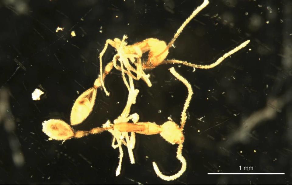 Only two of the elusive ants were discovered, the second species in their genus found in Australia, researchers said. Mark K. L. Wong, Jane M. McRae/ZooKeys