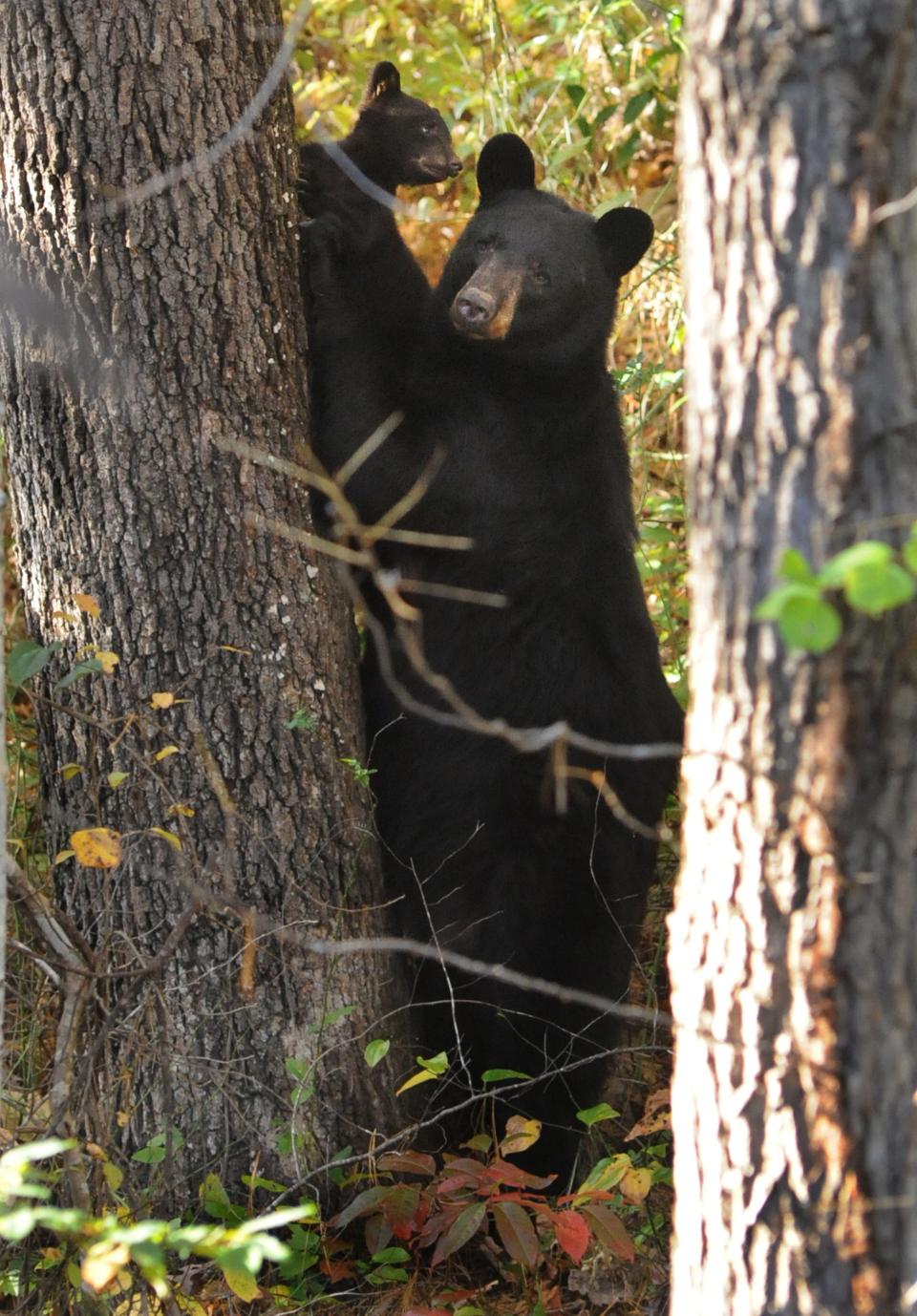 A black bear and her two cubs wow visitors along the Blue Ridge Parkway. Black bears have been tearing tents and taking food from campers in Panthertown area of Nantahala National Forest.