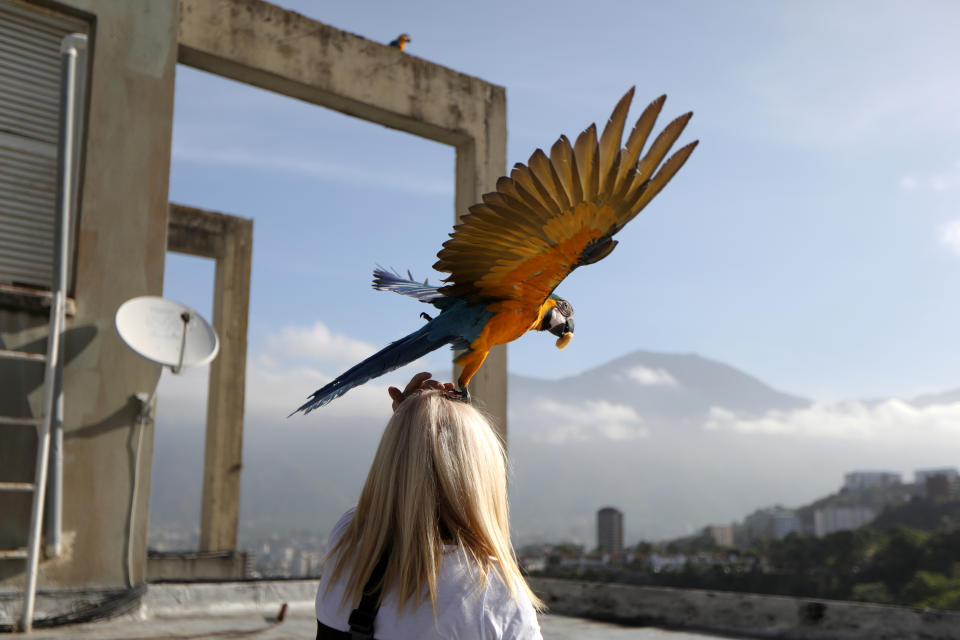 A macaw takes off from Carmen Borges' head at a rooftop of a building in Caracas, Venezuela, June 12, 2019. (Photo: Manaure Quintero/Reuters)