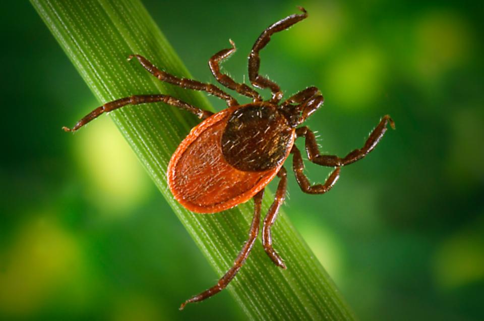 Blacklegged tick 