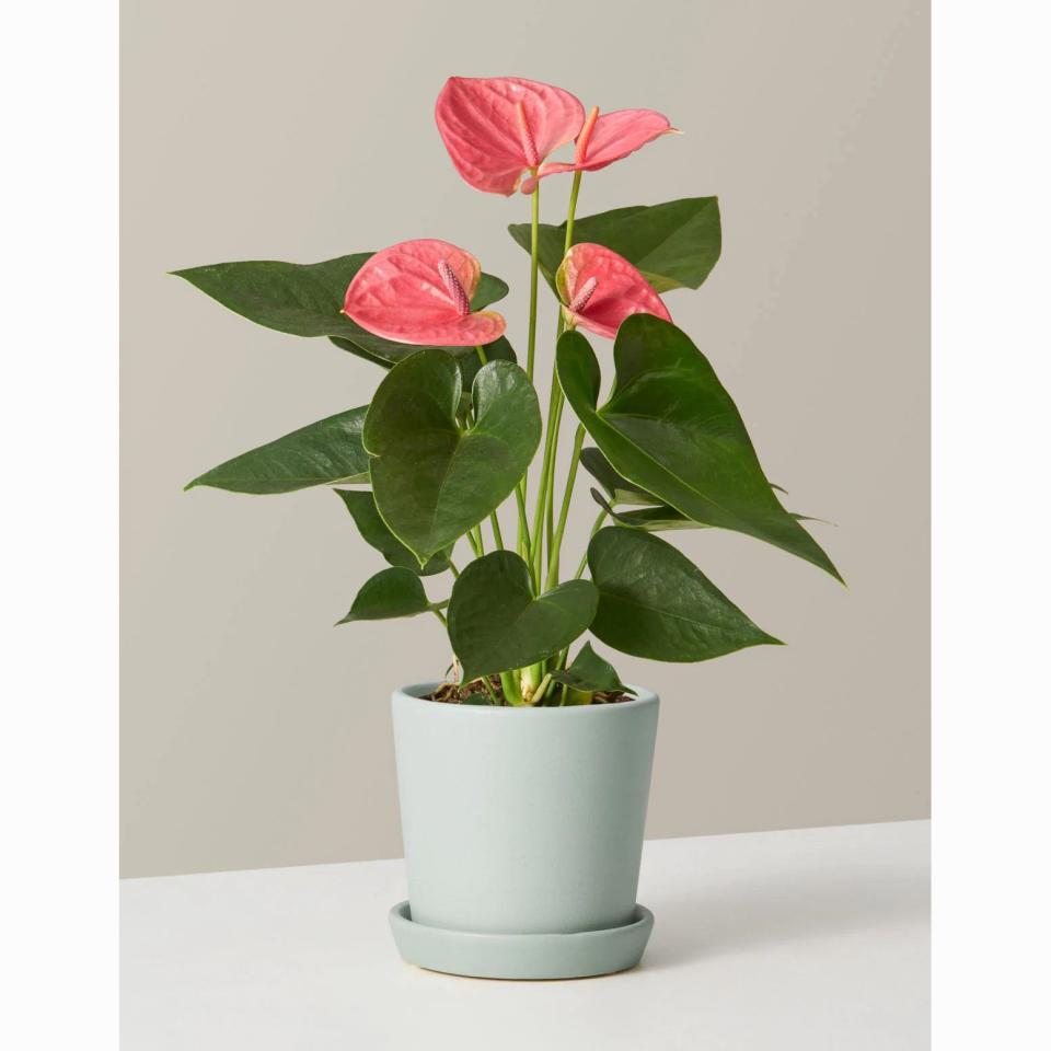 46) Pink Anthurium