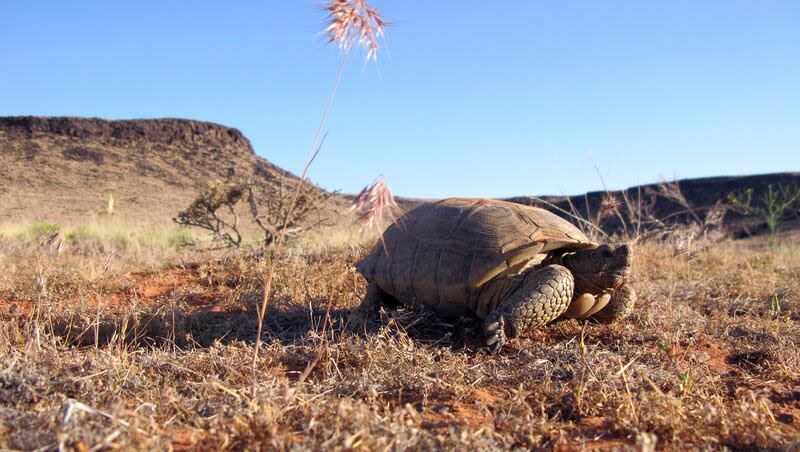 A desert tortoise is seen in its native habitat in Washington County.