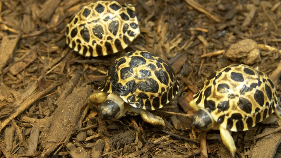 Mr. Pickles's hatchlings, Dill, Gherkin and Jalapeño.