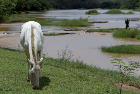 A horse is seen next to Paraopeba River after a tailings dam owned by Brazilian mining company Vale SA collapsed, in Curvelo near Brumadinho, Brazil Februarary 11, 2019. REUTERS/Washington Alves