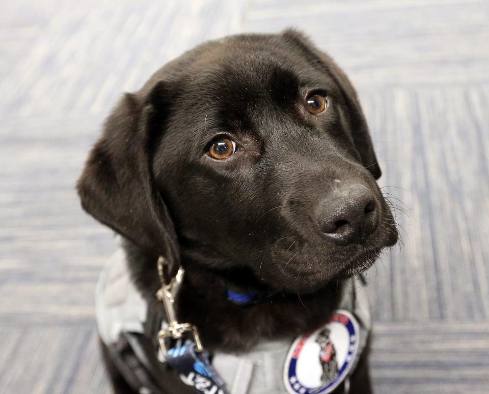 The Portsmouth Police Department has partnered with Hero Pups, an Exeter non-profit that partners support dogs with veterans and first responders, to bring in Mason, a a four-month-old Labrador retriever, as a comfort dog. 