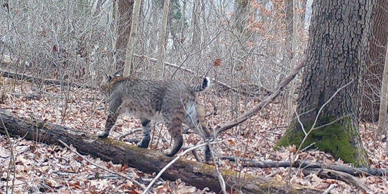 A picture submitted to Indiana Department of Natural Resources of a bobcat. The DNR collects reported sightings of bobcats and other animals throughout the state to better understand where populations exist. A new bill directs DNR to establish a bobcat hunting season.