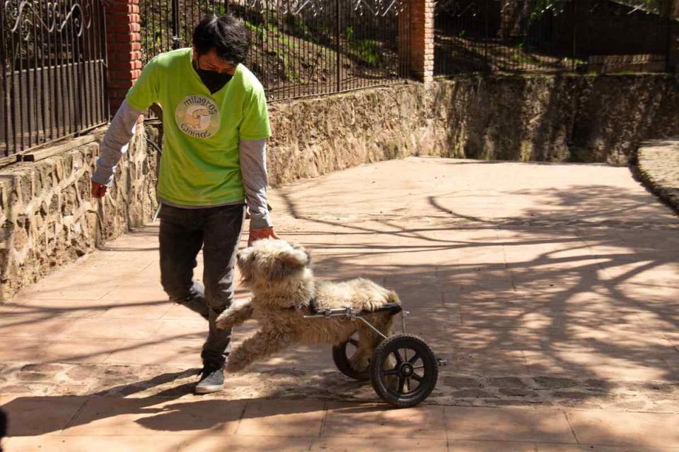 Croqueta, una perra tipo french poodle, corre con su silla de ruedas. Fue rescatada en 2019 y rehabilitada.