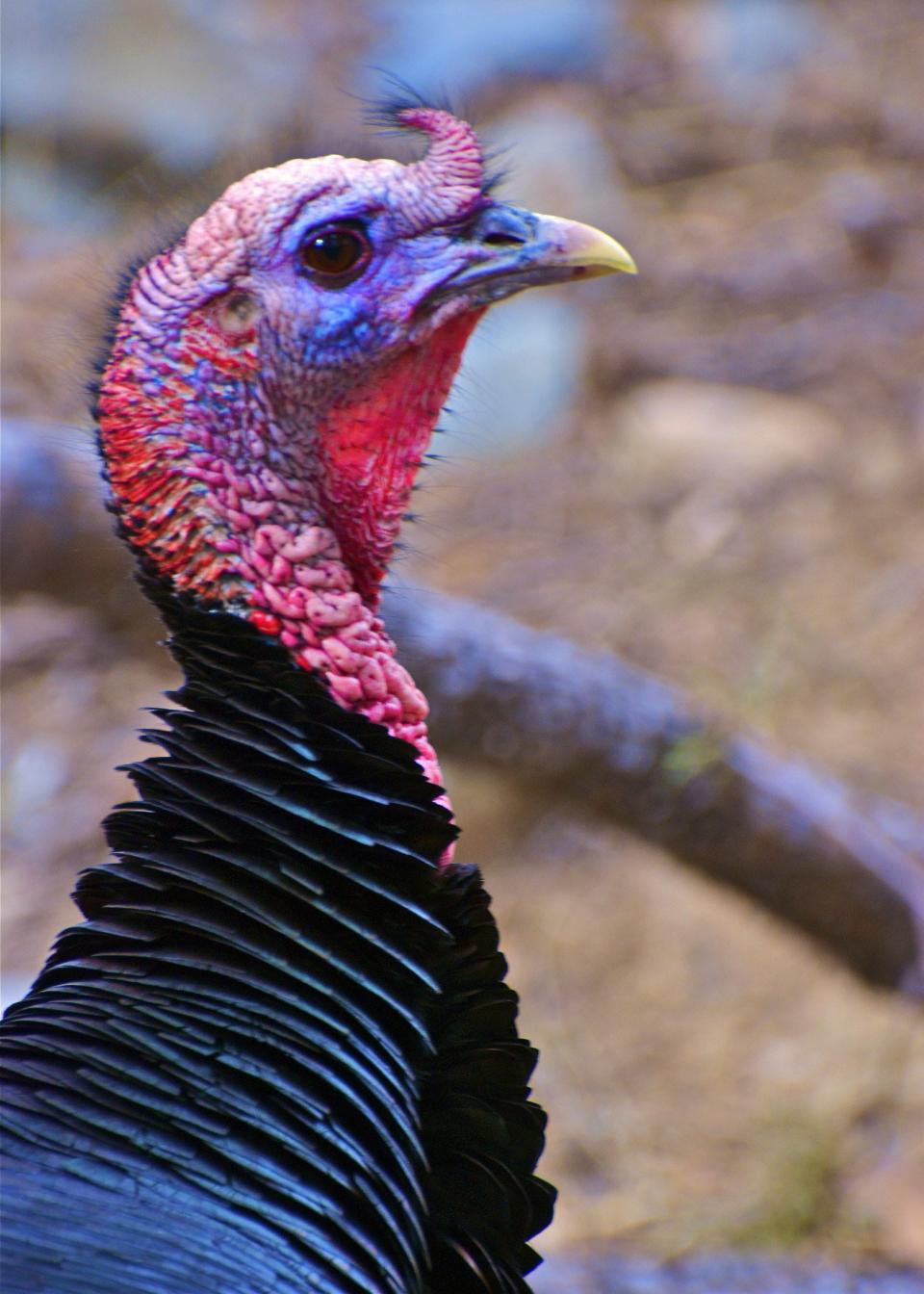 One way individual turkeys recognize each other is by the appearance of their heads. The head and neck of the adult male wild turkey is largely bare and varies in color from red to blue to white, depending on the bird’s mood.