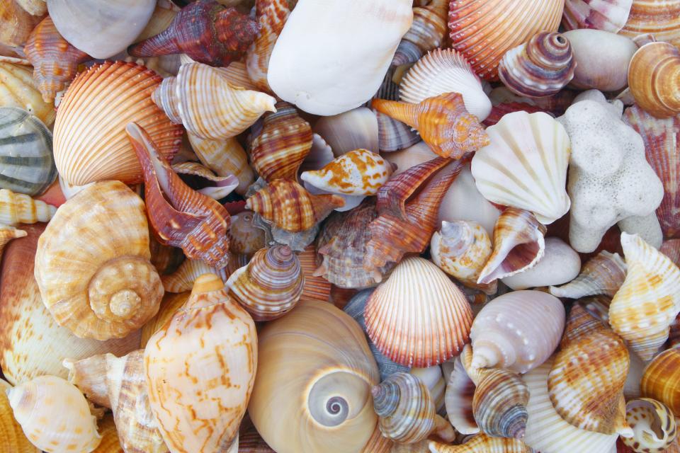 The Astronaut Trail Shell Club will host the Space Coast Seashell Festival at the Eau Gallie Civic Center on Saturday and Sunday, Jan. 20 and 21.