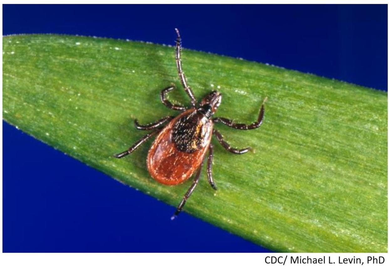 <span class="caption">Black-legged ticks carry Lyme disease, which continues to spread widely across the United States.</span> <span class="attribution"><a class="link " href="https://www.cdc.gov/ticks/gallery/index.html#anchor_1592235021091" rel="nofollow noopener" target="_blank" data-ylk="slk:CDC/Michael Levin;elm:context_link;itc:0;sec:content-canvas">CDC/Michael Levin</a></span>