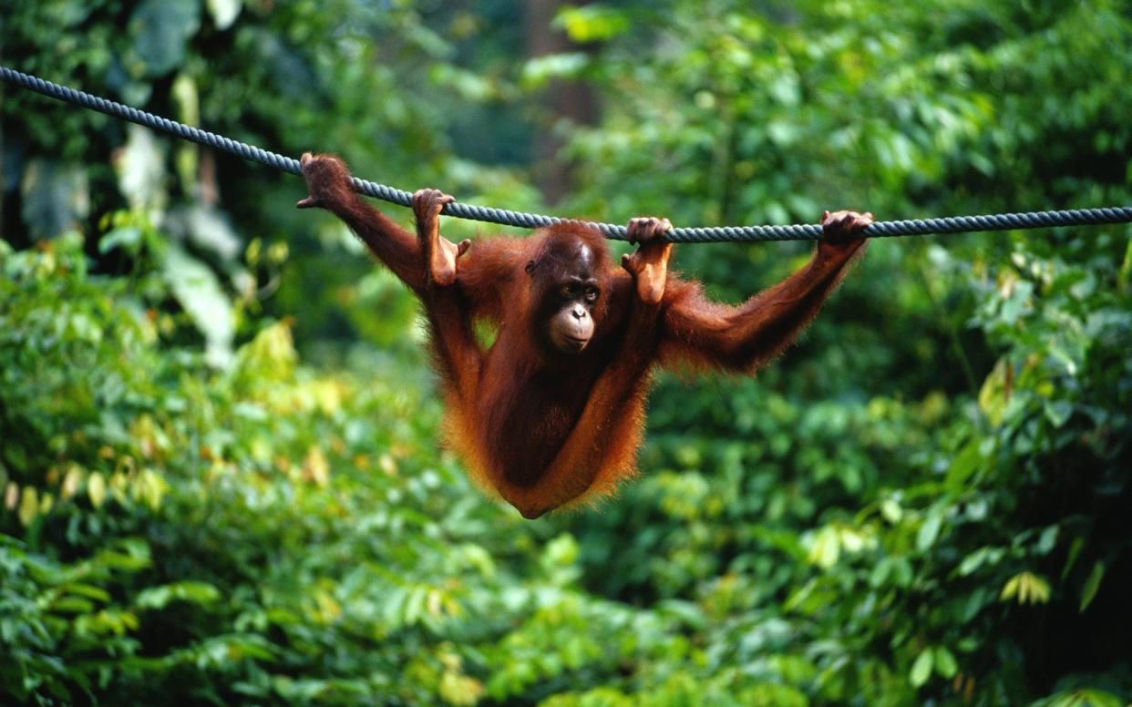 With Iceland's banned ad shining a light on 'Rang-tans', James Litston seeks out Borneo's animal icons