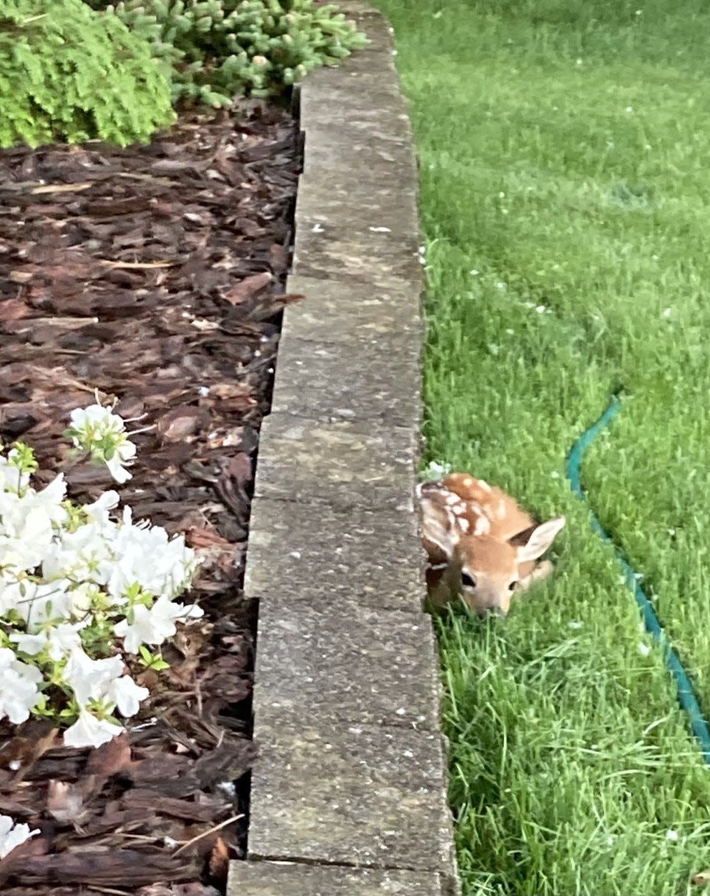 This fawn first appeared in the front yard of Metro columnist Theodore Decker on May 29.