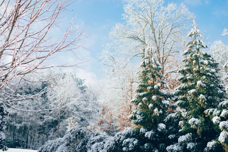 Stein Eriksen Lodge is a popular destination for winter vacationers and even movie filming. 
Pictured: a snowy forest in Utah during a bright clear day 