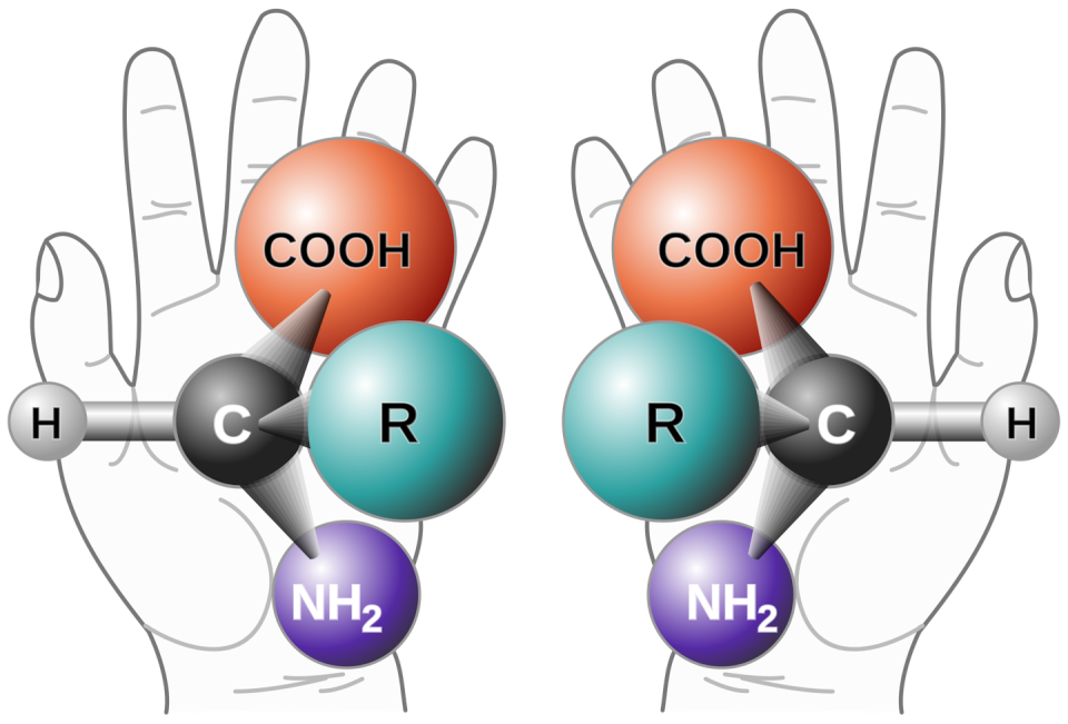 A drawing of two hands holding two configurations of a chemical model.  The two configurations mirror each other.