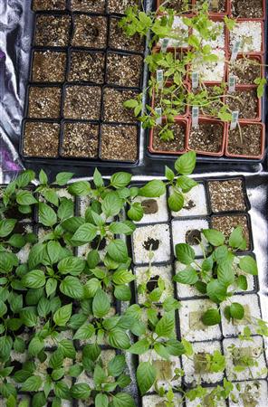 Pepper and tomato plants are seen inside a grow room at the Medical Marijuana Tampa campus in Tampa, Florida May 6, 2014. REUTERS/Scott Audette