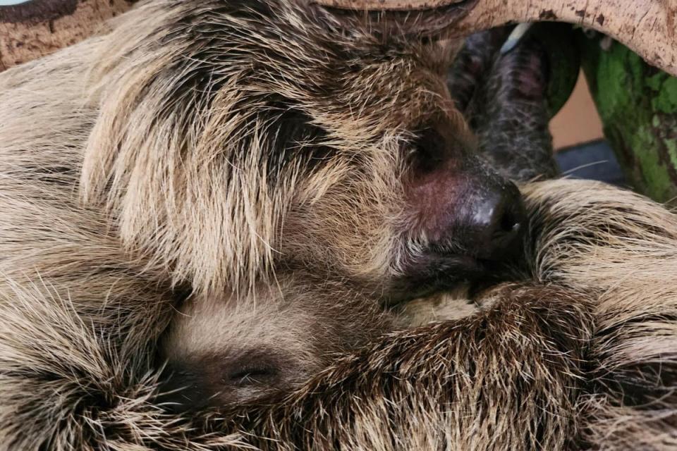 Sloth mum Marilyn with baby Nova at London Zoo (London Zoo )