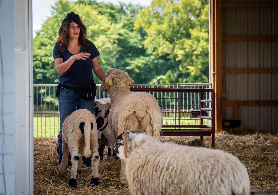 Kelly Weddle spends time tending to her sheep at Plumpy's Peaceful Pastures on Thursday, Aug. 3, 2023.