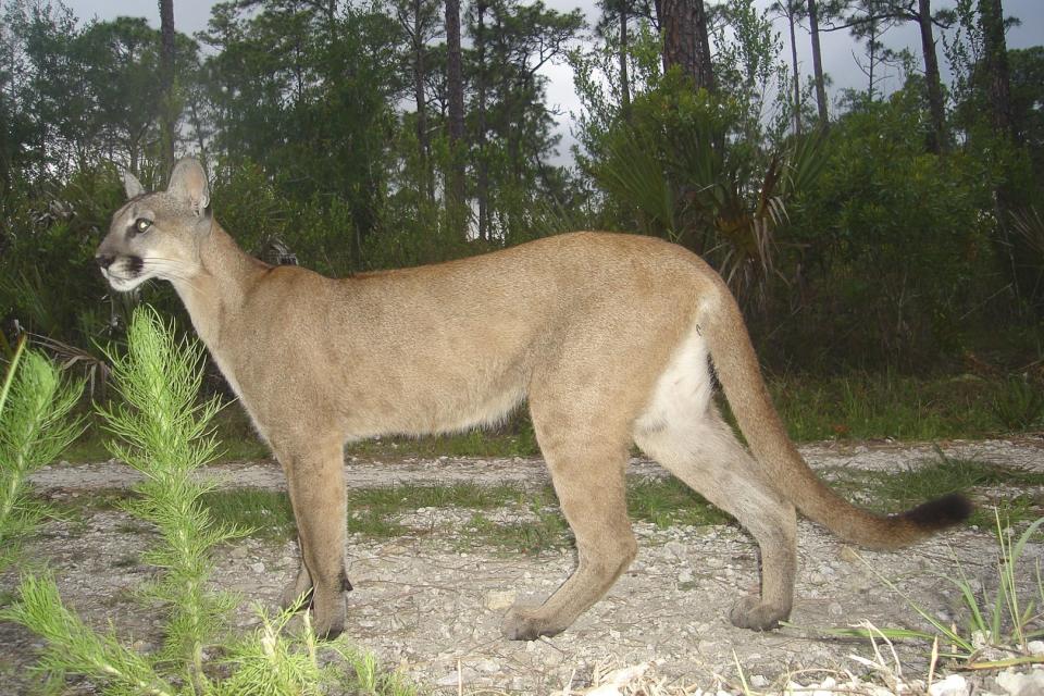 El puma de Florida. (Wikimedia / Public Domain)