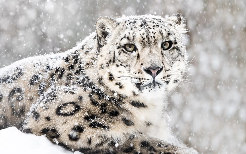 See snow leopards in Ladakh, and nine other suggestions - abzerit