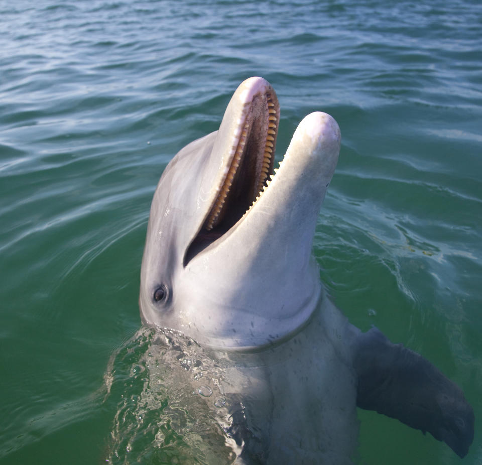 A dolphin emerges from the water with its mouth open, showcasing its teeth