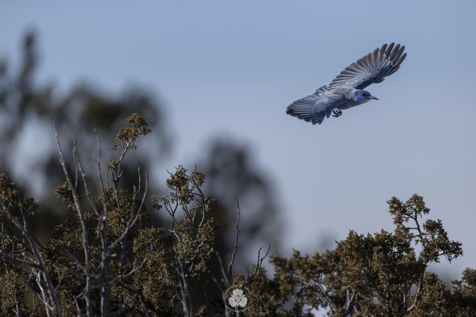 In this undated image provided by Christina M. Selby, a single pinyon jay flies over a juniper tree in northern New Mexico. The environmental group Defenders of Wildlife announced Tuesday, April 26, 2022, that it is petitioning the U.S. Fish and Wildlife Service to protect the bird under the Endangered Species Act. (Christina M. Selby via AP)