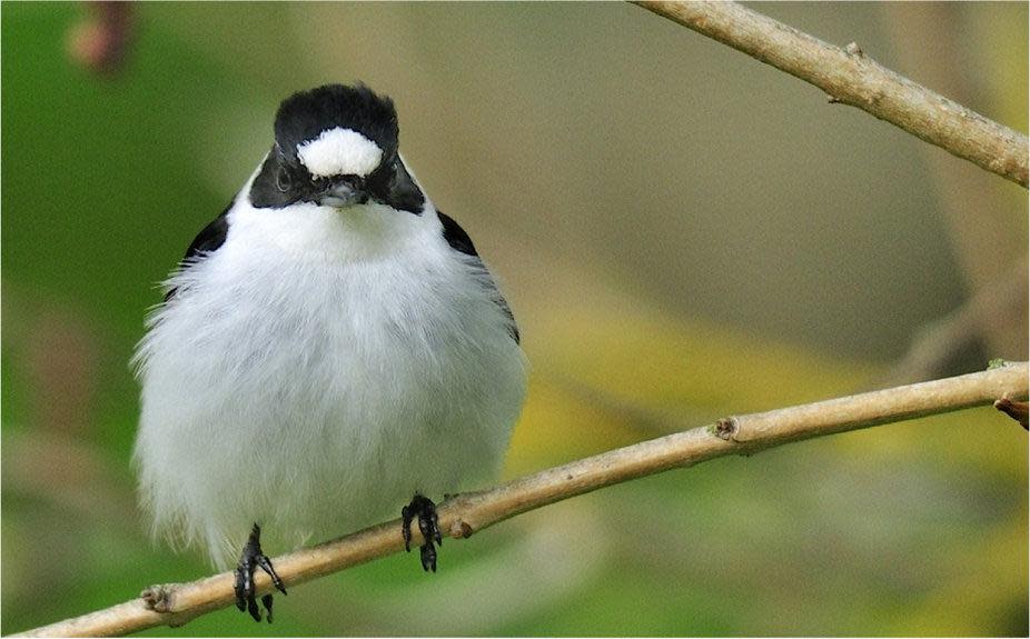 The white patch on this male collared flycatcher’s forehead is supposed to signal he’s a good mate and a ferocious rival to other males: Johan Träff