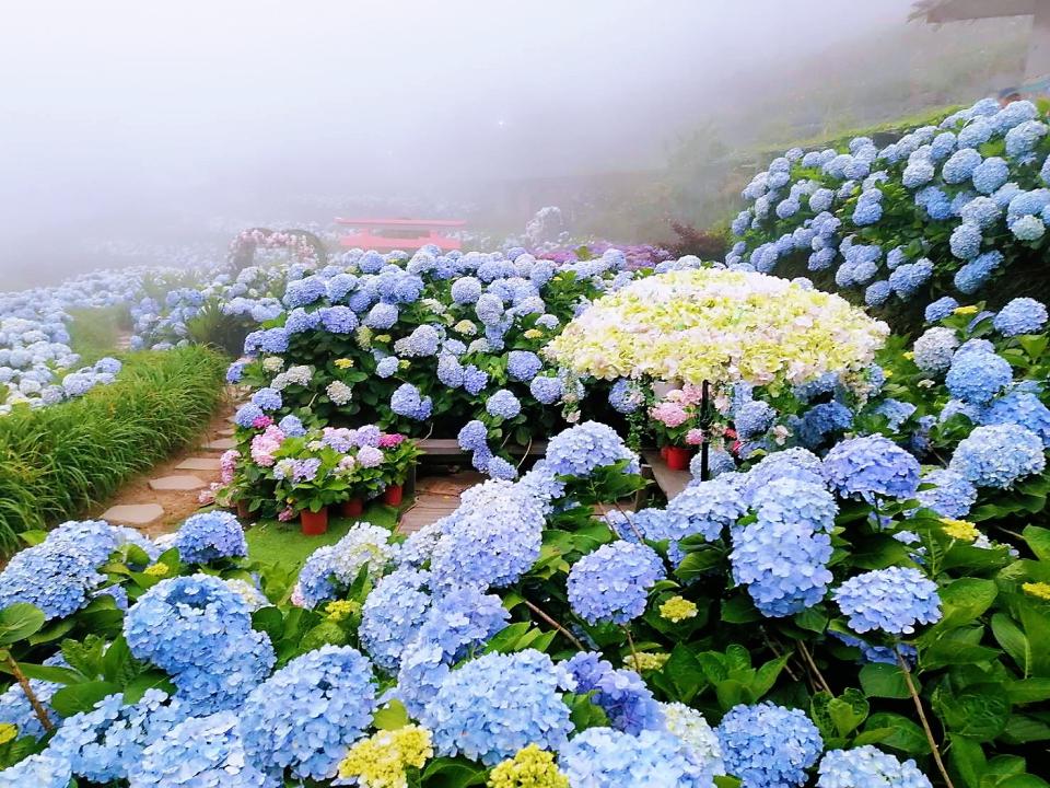 繡球花季