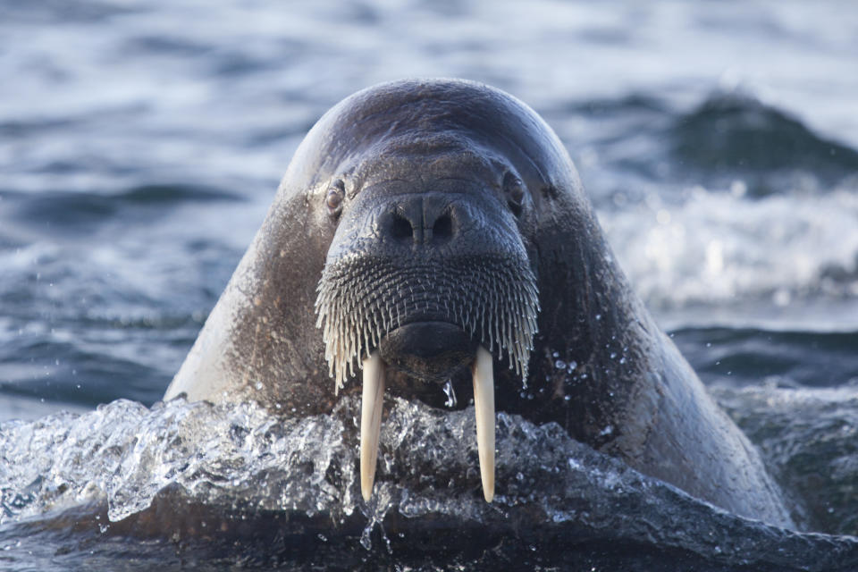 Ein Walross beim Schwimmen. Manchmal nehmen sie aber auch eine Eisscholle für längere Strecken. (Symbolbild: Getty Images)