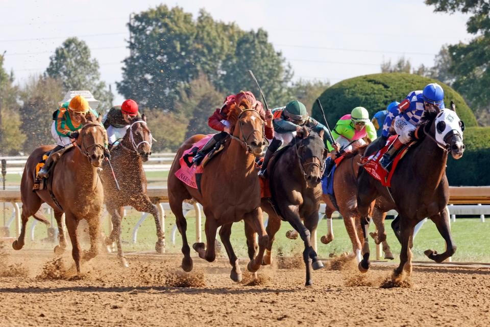 Bango (middle with black blinders) races in the SKO Phoenix on opening day of the 2023 Keeneland Fall Meet, finishing third. Bango will return to race at Churchill Downs in November in an attempt to become the winningest horse at Churchill.