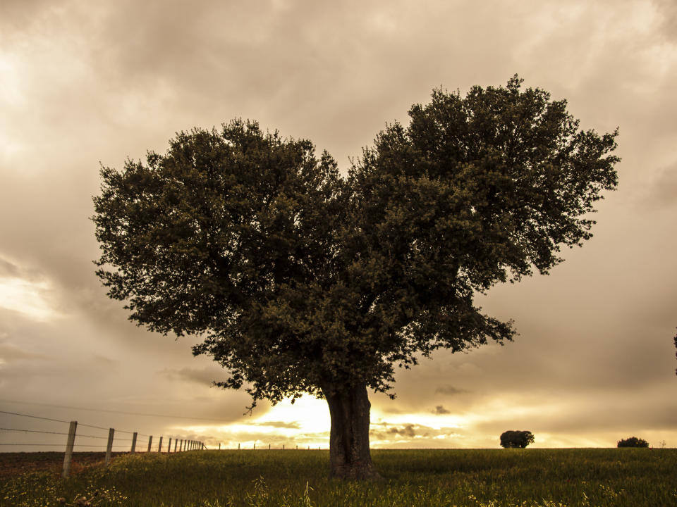 A tree with a heart-shaped canopy stands in an open field at sunset, with a fence stretching into the distance on the left