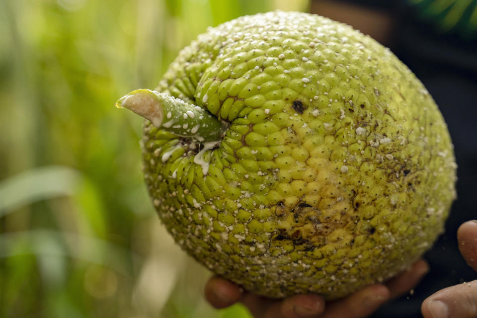 White saps drip out from a breadfruit at Noho'ana Farm on Tuesday, Oct. 10, 2023, in Waikapu, Hawaii. When ripe breadfruit falls, it splats and rots in an unsightly, gooey, fragrant mess. (AP Photo/Mengshin Lin)