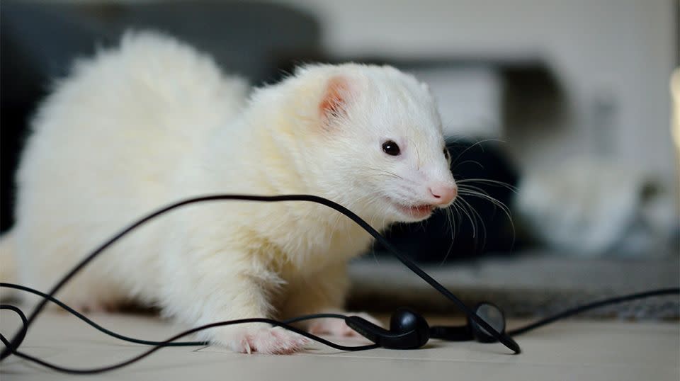 The ferret was determined to come back for round two, sneaking back into their Bulkham Hills home through an unlatched doggy door. Source: Stock image / Getty